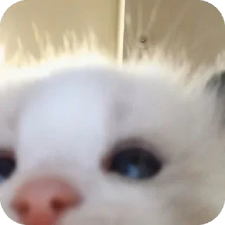 Telegram sticker 🫥 Котак @SozdaiStickeriBot