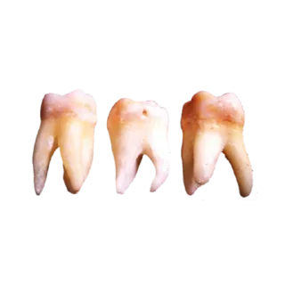 Video sticker 🦷 (+98)