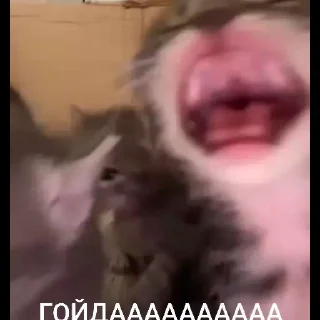 Video sticker 🇷🇺 Кительский пак