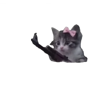 Video sticker 🐱 мяу мяу 🐾 • @STIKmew