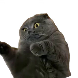 Video sticker 🙀 мяу мяу 🐾 • @STIKmew