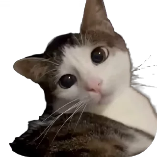 Video sticker 🙀 мяу мяу 🐾 • @STIKmew