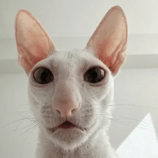 Telegram sticker 😐 Это почти конец
