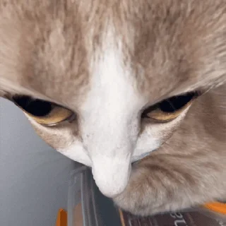 Video sticker 🤨 Это почти конец