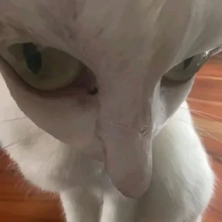 Telegram sticker 😳 Это почти конец