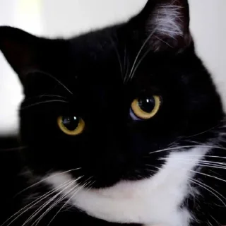 Sticker 😏 Юне: @fStikBot