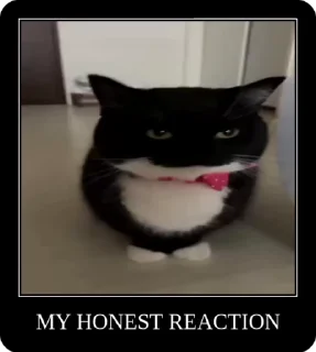 Video sticker 🌟 Юне: @fStikBot