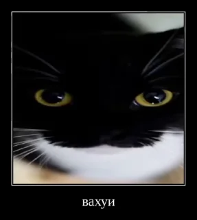 Video sticker 🌟 Юне: @fStikBot