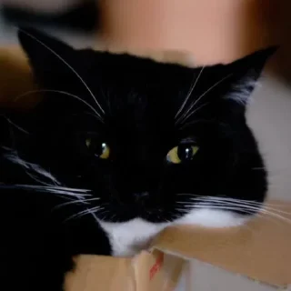 Video sticker 🫠 Юне: @fStikBot