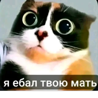 Video sticker 🫤 актуалочка @mstislove