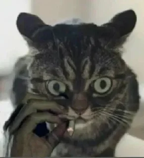 Telegram stiker 🚬 Reality is often disappointing