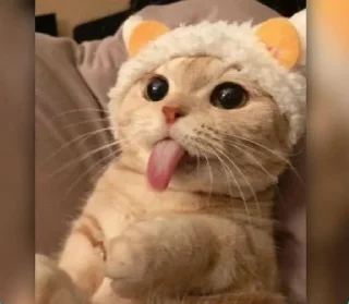 Telegram stiker 🐰 Reality is often disappointing