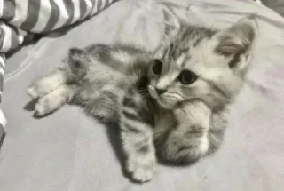 Telegram stiker 👀 Reality is often disappointing