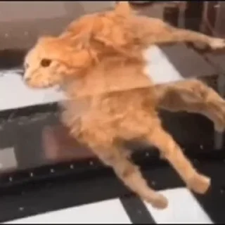Video sticker 🐱 Лучшие стикеры - @lovesticers