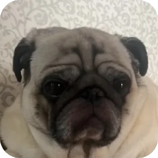 Video sticker 🐶 Мопсы