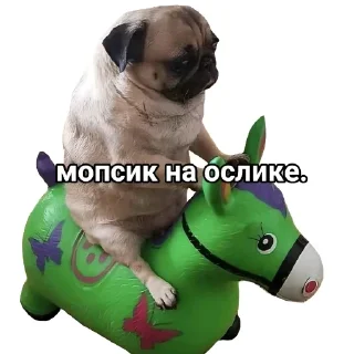 Telegram sticker 🐶 Мопсы