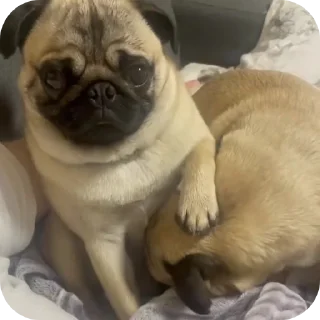 Telegram sticker 🐶 Мопсы