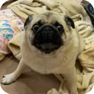 Sticker 👍 Мопсы