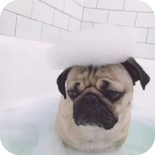 Telegram sticker 🐶 Мопсы