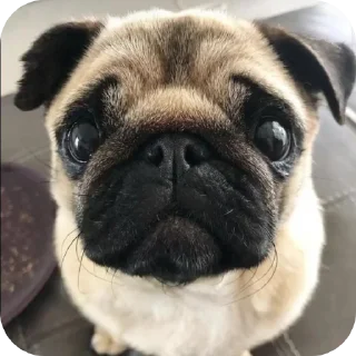 Telegram sticker 🐶 Мопсы