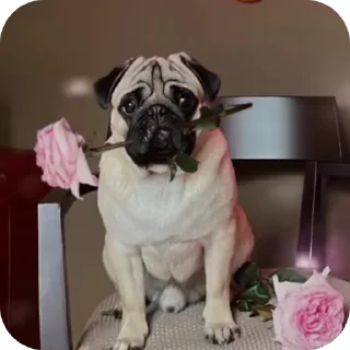 Video sticker 🐶 Мопсы