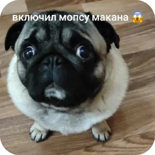 Telegram sticker 🐶 Мопсы
