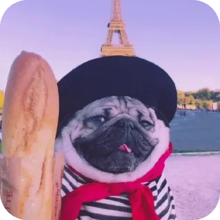 Telegram sticker 🐶 Мопсы