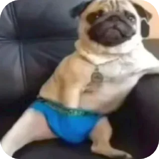 Video sticker 🐶 Мопсы