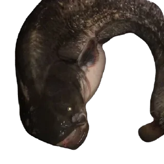 Telegram sticker 🫥 мае :: @fStikBot