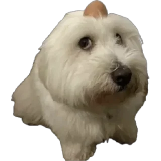 Telegram sticker 🌟 мае :: @fStikBot