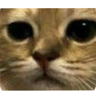 Telegram sticker 👍 @Taha_4gh