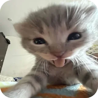 Telegram sticker 🐱 @Taha_4gh