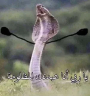 Video sticker 😭 هـاهـا
