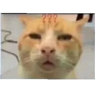 Video sticker 🐱 Mote stickers