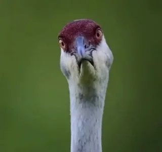 Sticker 🗿 kralibanka — @stckrRobot