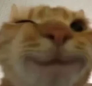 Video sticker 😉 Больше стиков тут: @stikery4