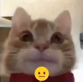 Video sticker 😑 Больше стиков тут: @stikery4
