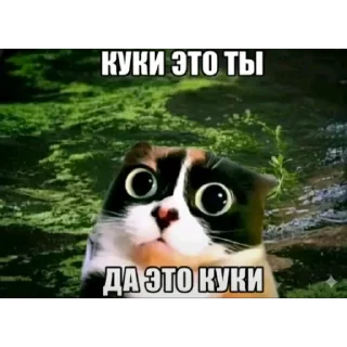 Video sticker 😇 Куки @stikerykw