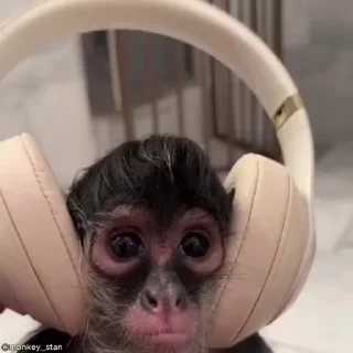 Video sticker 🌟 ⛔️ НЕ ЖМИ 👉🏻 @monkey_stan