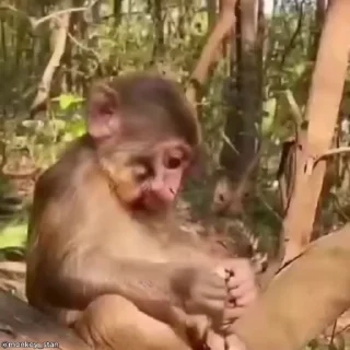 Video sticker 🌟 ⛔️ НЕ ЖМИ 👉🏻 @monkey_stan