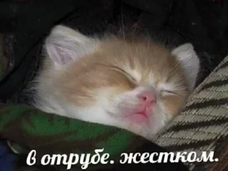 Telegram stiker 🥱 CUManyclosииир :: @fStikBot