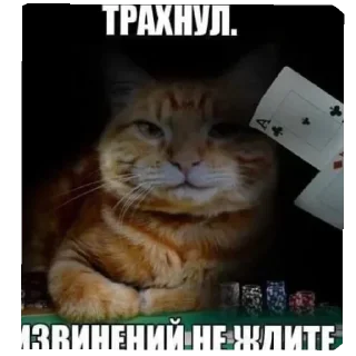 Video sticker 😽 Людское :: @fStikBot