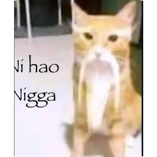 Telegram sticker 🤲 Premium Pack @Square_Matrix089