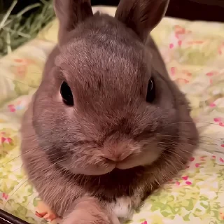 Video sticker 😠 Rabbits.by:@nightlitestick