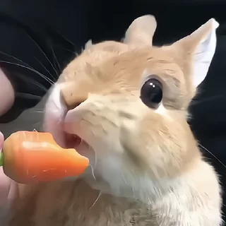 Video sticker 🍿 Rabbits.by:@nightlitestick