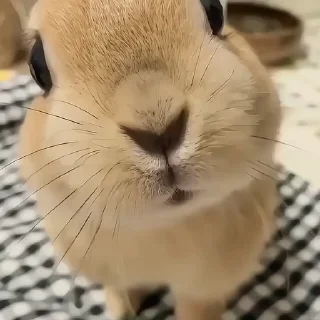 Video sticker 😳 Rabbits.by:@nightlitestick