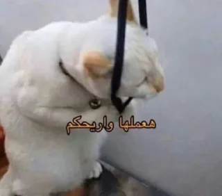 Telegram sticker 💔 @HYYYO