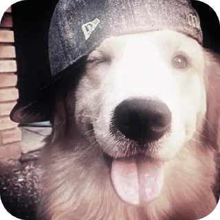 Sticker 🐶 Муа💋