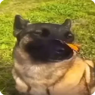 Video sticker ❤️ Вечно день