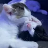 Video sticker 🫂 Kittens 2 @xkysluv